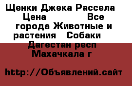 Щенки Джека Рассела › Цена ­ 10 000 - Все города Животные и растения » Собаки   . Дагестан респ.,Махачкала г.